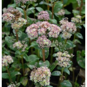 Blühende Große Fetthenne (Sedum telephium), eine Staude mit rosa Blütenständen.