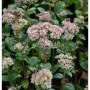 Blühende Große Fetthenne (Sedum telephium), eine Staude mit rosa Blütenständen.