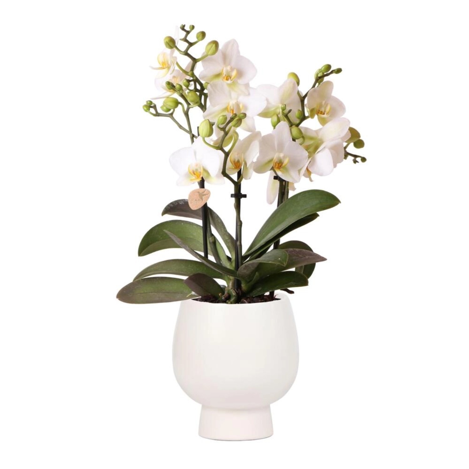 Kolibri Orchids Weiße Phalaenopsis Orchidee Lausanne & Scandic Weißer Ziertopf Topfgröße 9cm & 40cm Hoch