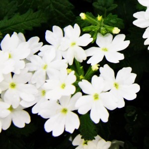 Hängendes Eisenkraut 'Verbena' im 12cm Topf, 3er Set, weiße Blüten.