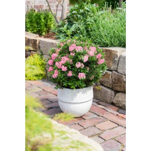 Rosa Rhododendron Bloombux® Kugel im Topf, ca. 30 cm hoch, als Buchsbaumersatz für Garten & Kübel.