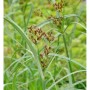 Hohes Zypergras - Cyperus longus