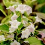 Buntlaubige Weigelie 'Nana Variegata' mit zartrosa Blüten und grün-weiß panaschierten Blättern.