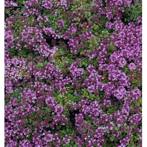 Doerflers Teppich Thymian - Thymus praecox