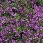 Dichter Teppich Thymian (Thymus praecox) mit kleinen grünen Blättern und lila Blüten. Ideal als Bodendecker.