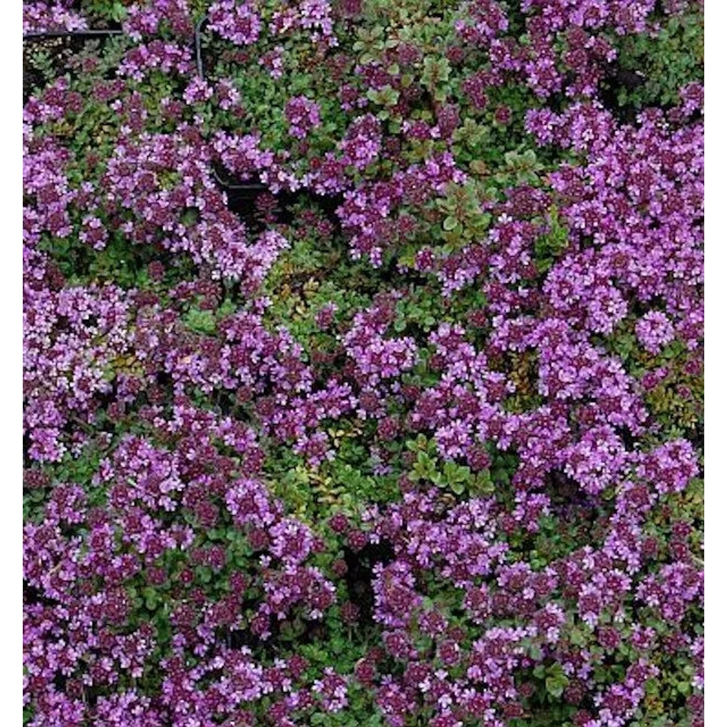 Doerflers Teppich Thymian - Thymus praecox günstig online kaufen
