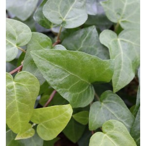 Nahaufnahme von 10x Efeu 'Mein Herz' (Hedera helix) mit herzförmigen, grünen Blättern.