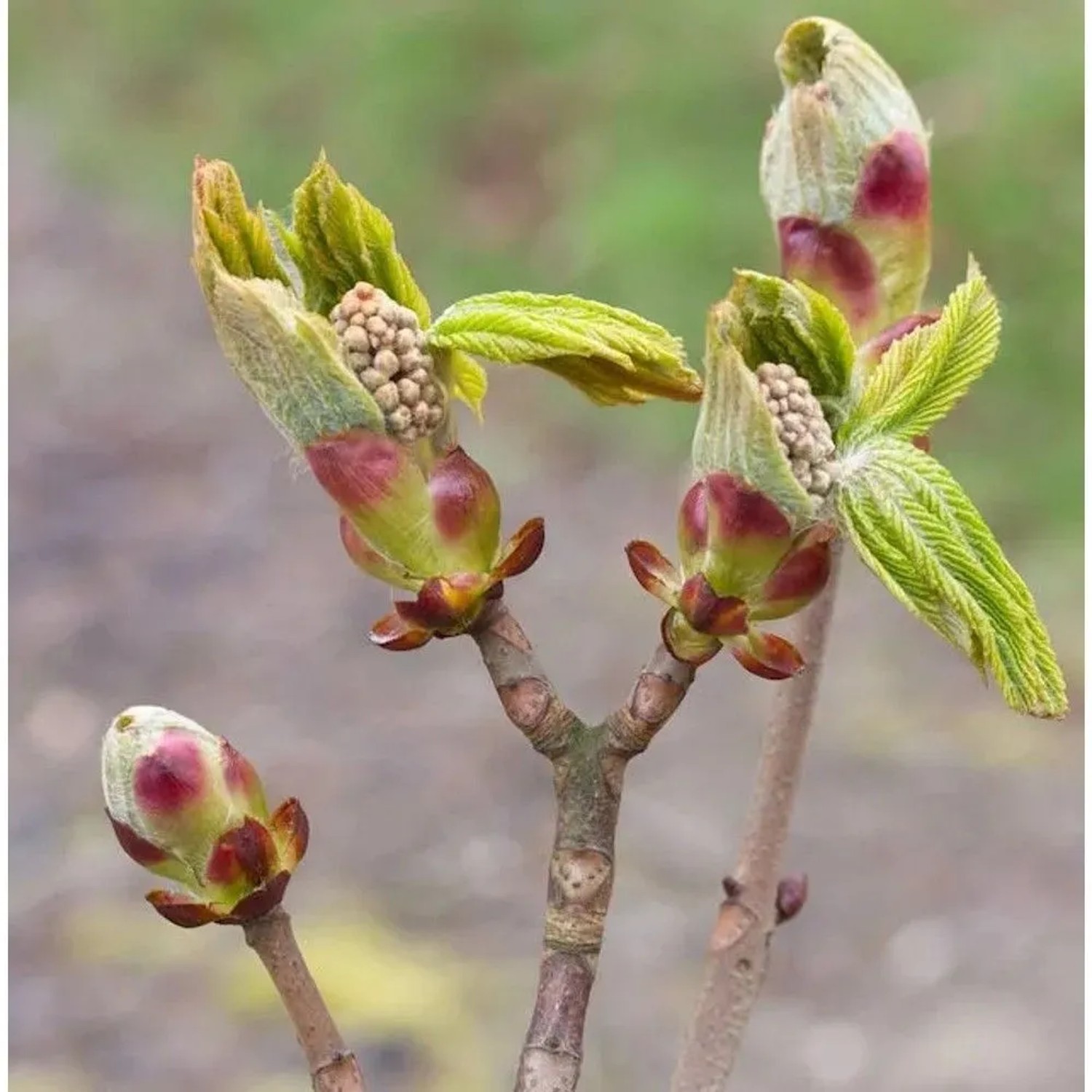 Strauch Kastanie 40-60cm - Aesculus parviflora