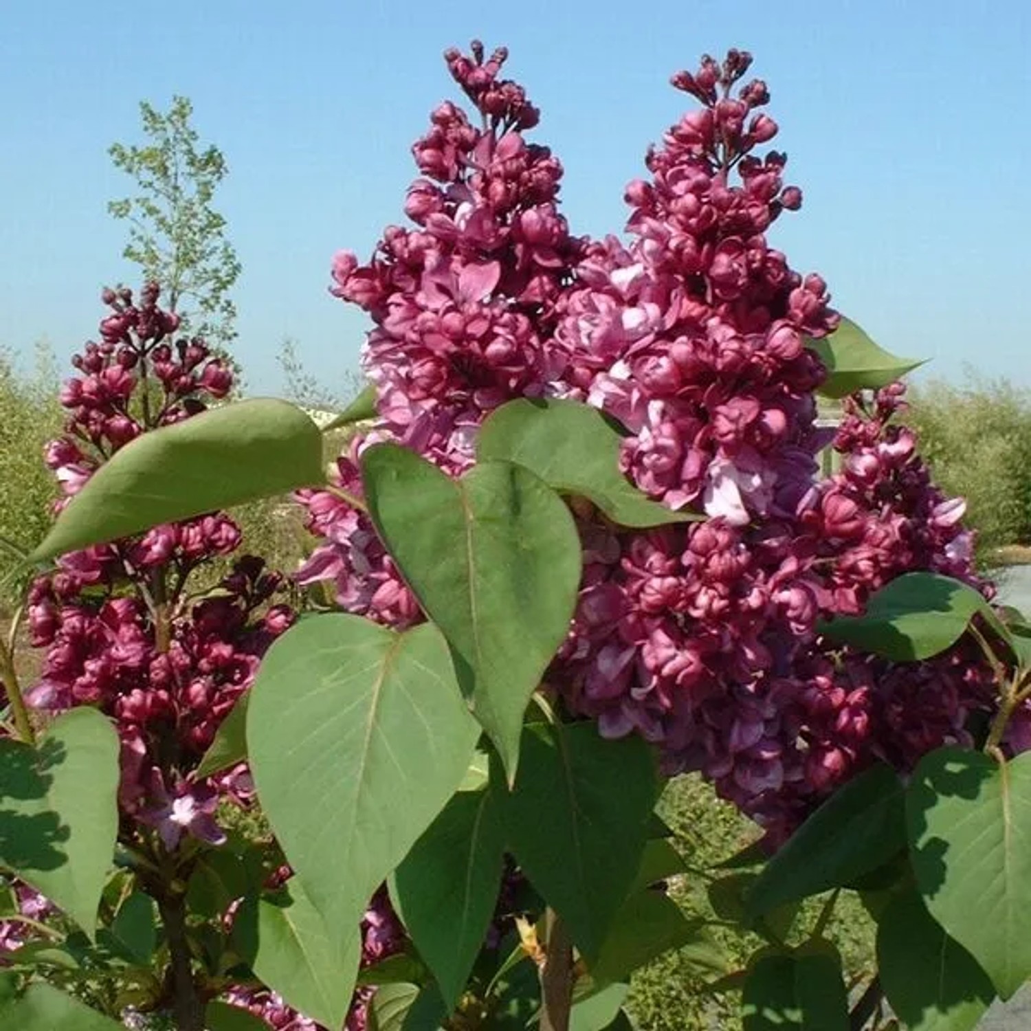 Flieder 'Mrs Edward Harding' Syringa vulgaris 40 bis 60 cm im Container Duftend