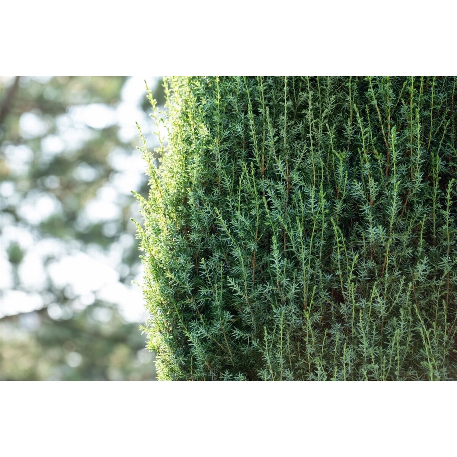 Juniperus communis 'Suecica' 60-80 cm günstig online kaufen