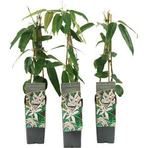 Armands Waldrebe Apple Blossom im Topf, ca. 40-60 cm hoch, grüne Blätter.