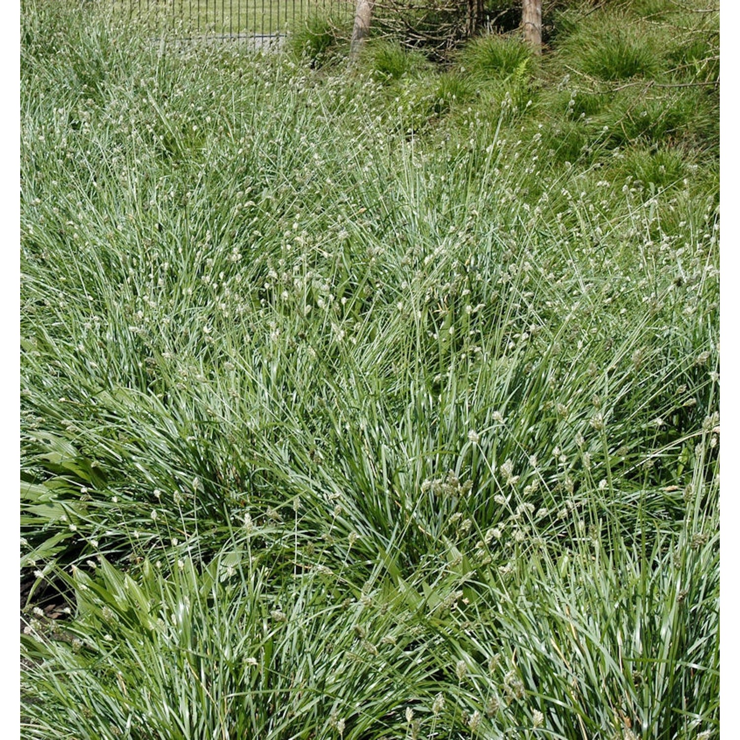 Nest Blaugras - Sesleria nitida günstig online kaufen