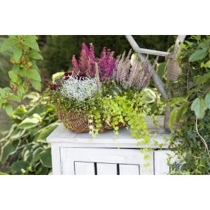 Pfennigkraut Lysimachia im Topf, kombiniert mit Heide und anderen Pflanzen in einem Korb auf einer Kommode.