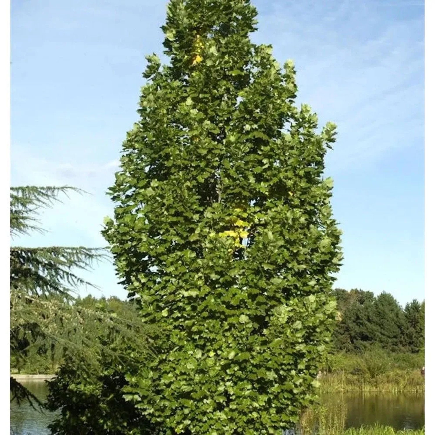 Säulentulpenbaum 60-80cm - Liriodendron tulipifera