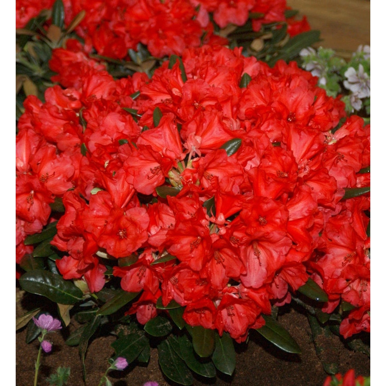 Hochstamm Rhododendron Karminkissen 60-80cm - Alpenrose günstig online kaufen