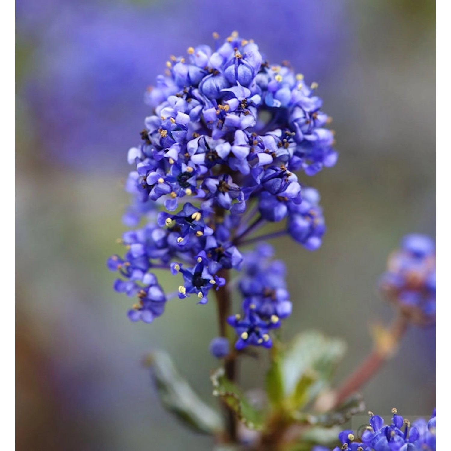 Säckelblume Blue Sapphire 40-50cm - Ceanothus impressus günstig online kaufen