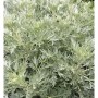 Dichte Eberraute 'Powis Castle' Staude mit silbrig-grünen, fein gefiederten Blättern. Eine robuste Gartenpflanze.