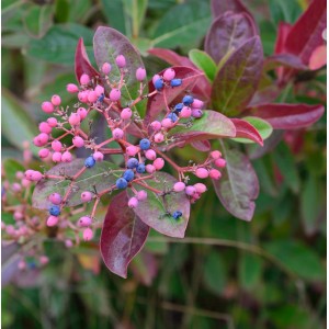 Amerikanischer Schneeball Brandywine mit rosa und blauen Beeren und rötlichen Blättern.