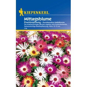 Kiepenkerl Mittagsblume Prachtmischung: Farbenfrohe Blumensamen für Beet und Steingarten.