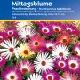 Kiepenkerl Mittagsblume Prachtmischung: Farbenfrohe Blumensamen für Beet und Steingarten.