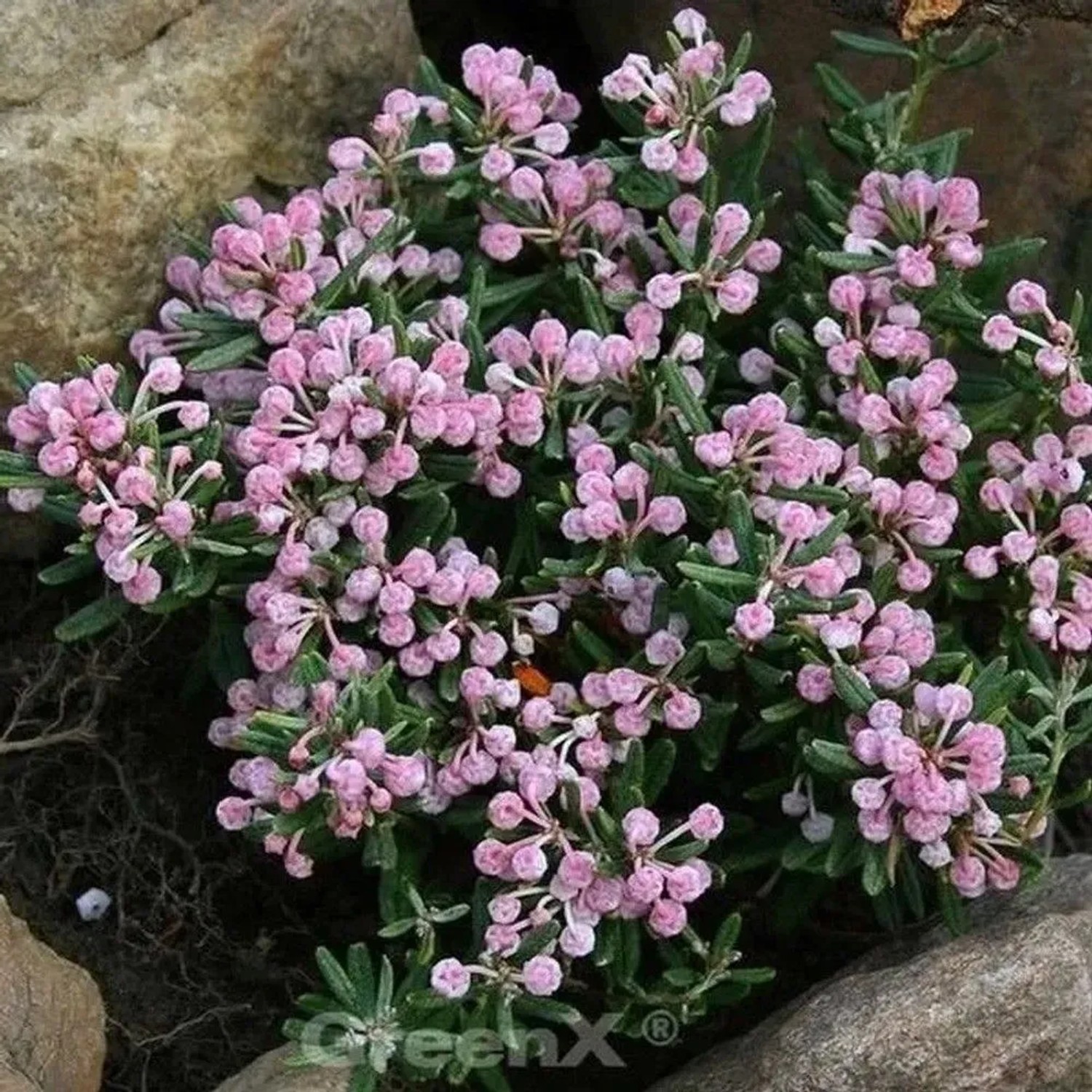 Lavendelheide Blue Ice - Andromeda polifolia