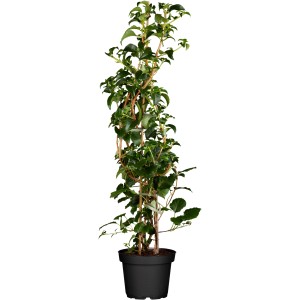 OBI Kletterhortensie im Topf, ca. 80-100 cm hoch, grüne Blätter.