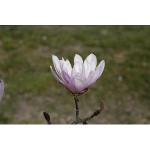 Nahaufnahme einer zartrosa Sternmagnolie (Magnolia Stellata Rosea) mit weißen Blütenblättern.
