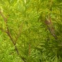 Nahaufnahme der goldgelben Nadeln einer Thuja 'Yellow Ribbon' Heckenpflanze.