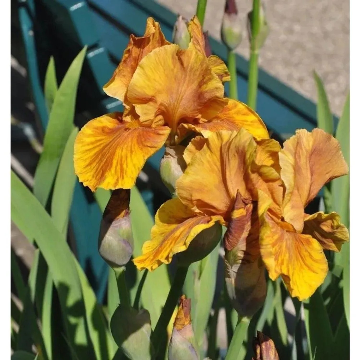 Schwertlilie Cajun Rhythm - Iris barbata