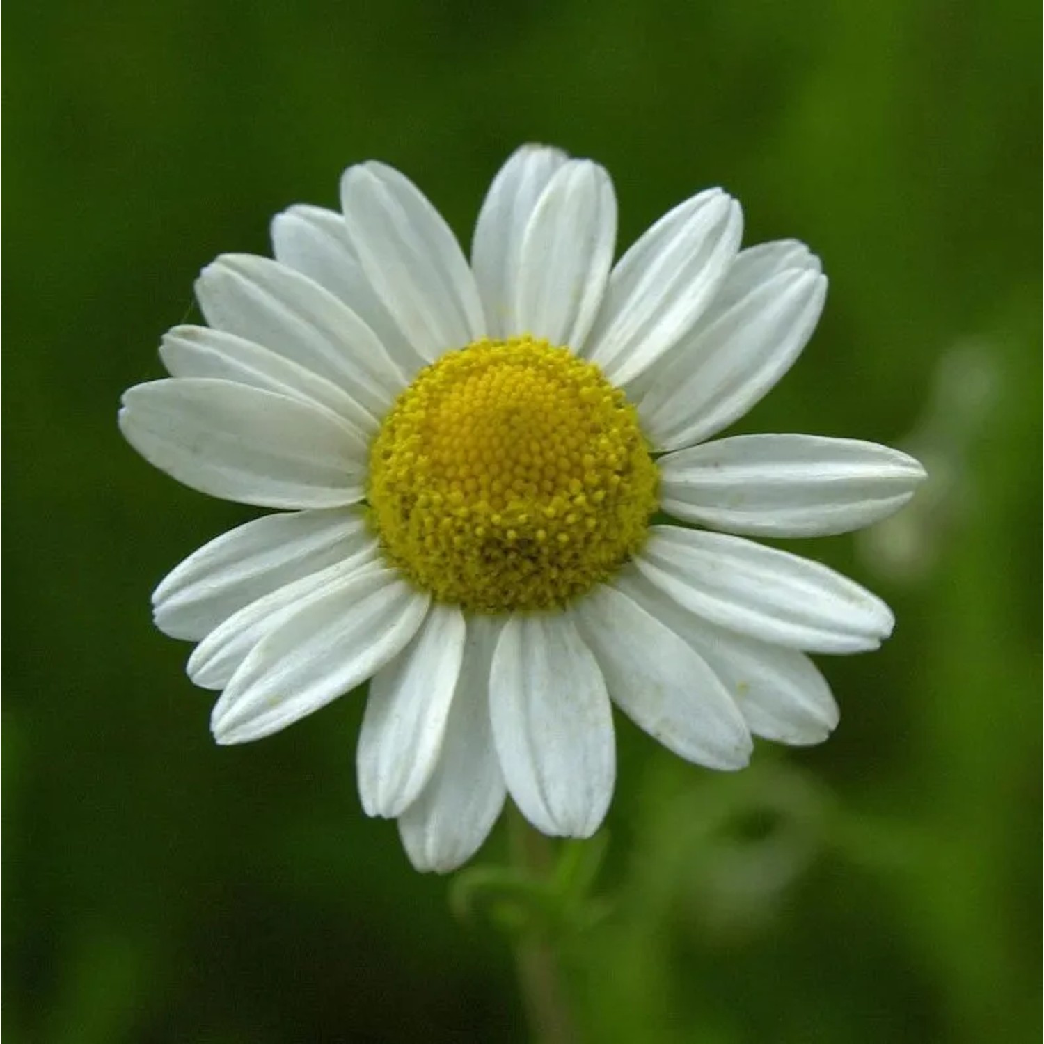 Römische Kamille - Chamaemelum nobile