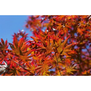 Leuchtend roter Japanischer Ahorn 'Trompenburg' mit filigranen Blättern vor blauem Himmel.