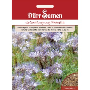 Dürr Samen Gründüngung Phacelia, Bienenfreund Saatgut. Blühende Pflanze mit Saatgutansicht.