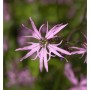 Kuckucks Lichtnelke - Lychnis flos cuculi