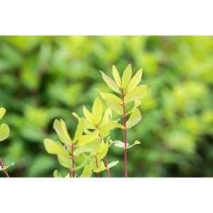 Junge Honigbeere (Lonicera Kamtschatica) mit frischen, hellgrünen Blättern im Detail.