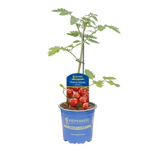 Kiepenkerl Tomate 'Gourmelito' im Topf, eine Cherrytomaten-Pflanze mit grünen Blättern.