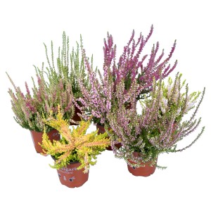 Verschiedenfarbige Besenheide (Erika) im Topf, winterharte Gartenpflanze.