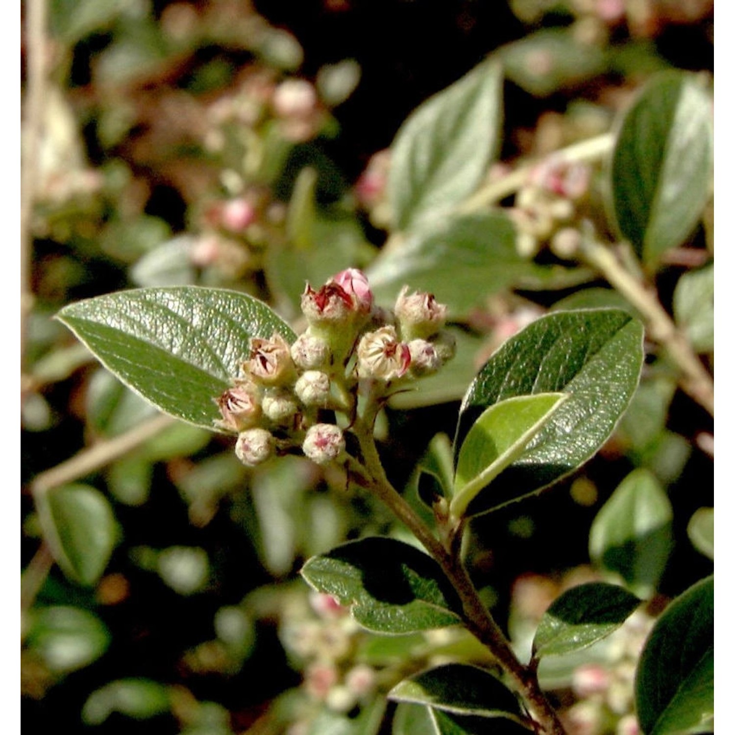 Fruchtmispel 60-80cm - Cotoneaster franchetii günstig online kaufen