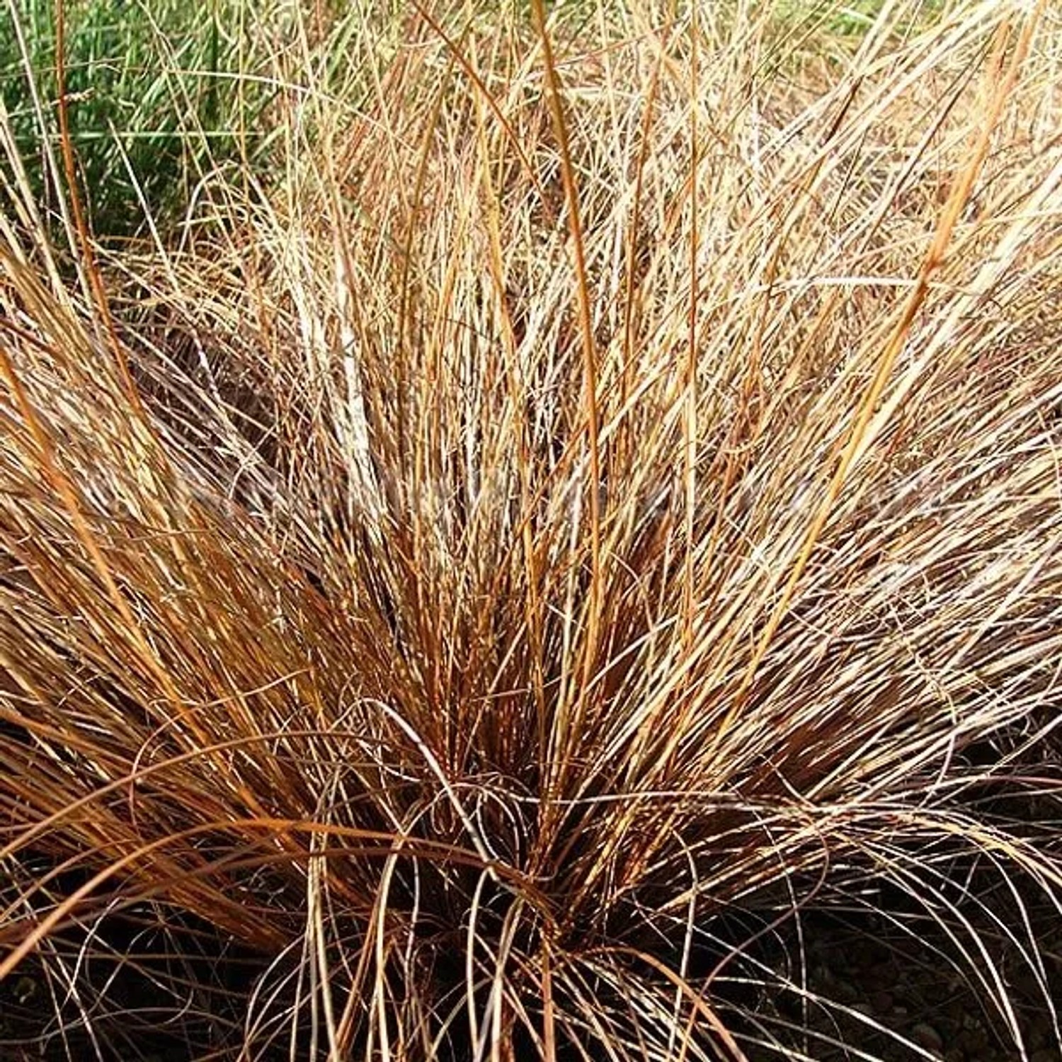 6 x Segge 'Bronze Form' Carex comans Topf 9cm Bronzegrünes Laub