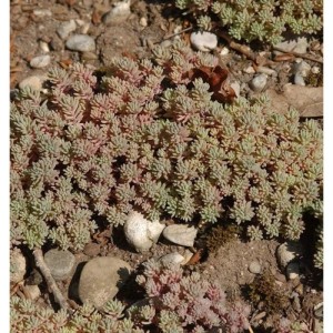 Spanischer Mauerpfeffer - Sedum hispanicum