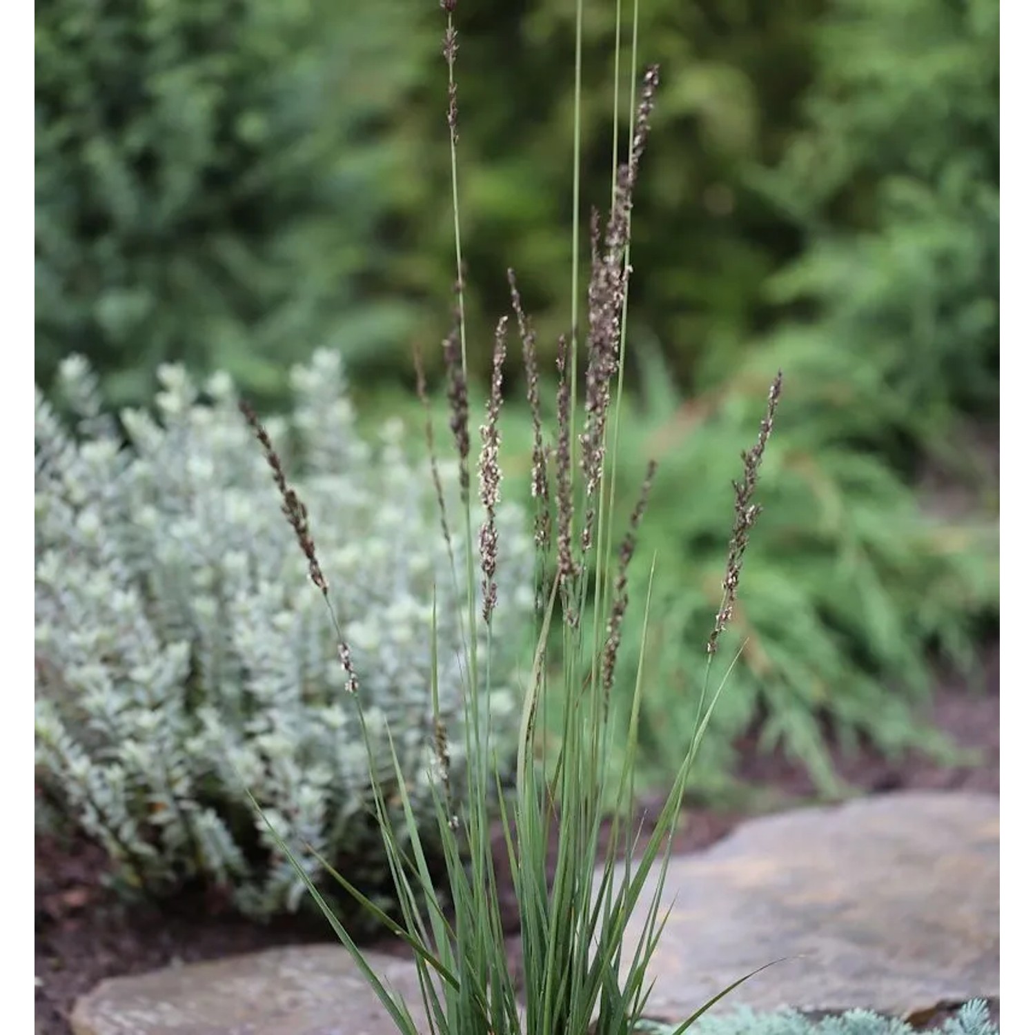 Pfeifengras Heidezwerg - großer Topf - Molinia caerulea