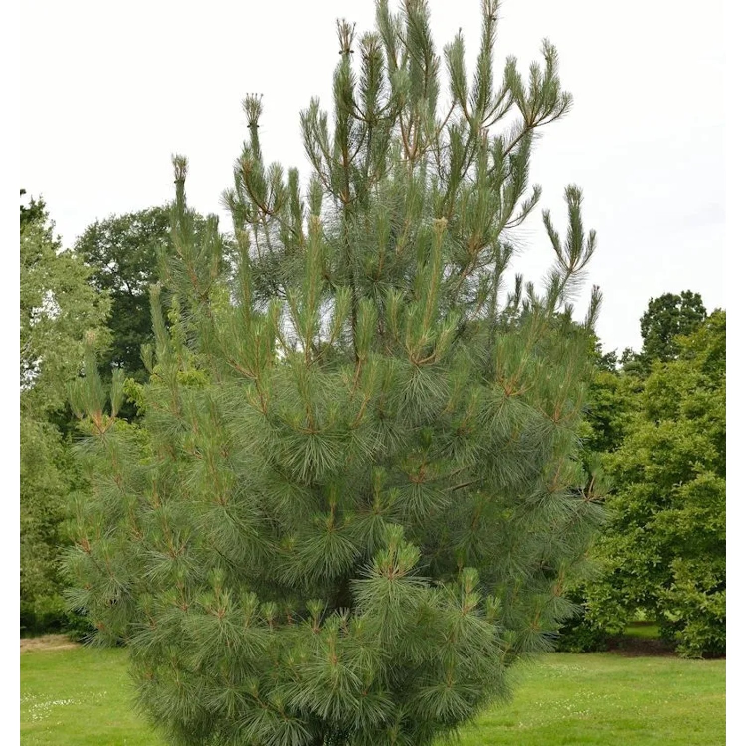 Strandkiefer 100-125cm - Pinus pinaster