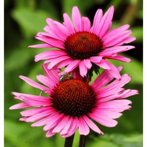 Sonnenhut Vintage Wine - Echinacea purpurea