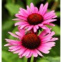 Nahaufnahme von zwei rosa Sonnenhüten (Echinacea purpurea) mit dunklen Blütenköpfen.