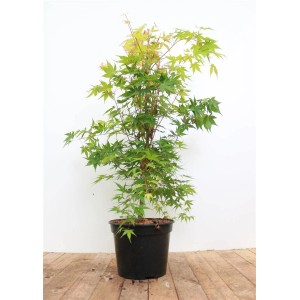 Acer Palmatum Sangokaku im Topf: Japanischer Ahorn mit grünem Laub und roten Trieben.
