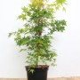 Acer Palmatum Sangokaku im Topf: Japanischer Ahorn mit grünem Laub und roten Trieben.