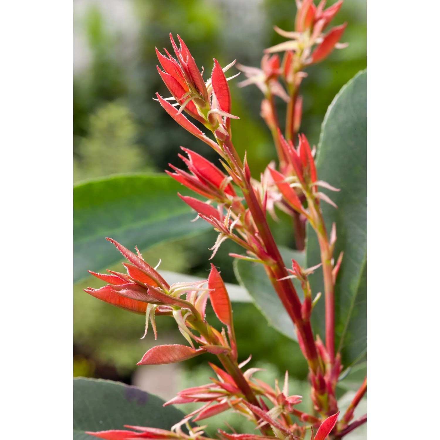GROW by OBI Glanzmispel Red Robin 100-125 cm 15 l kaufen bei OBI