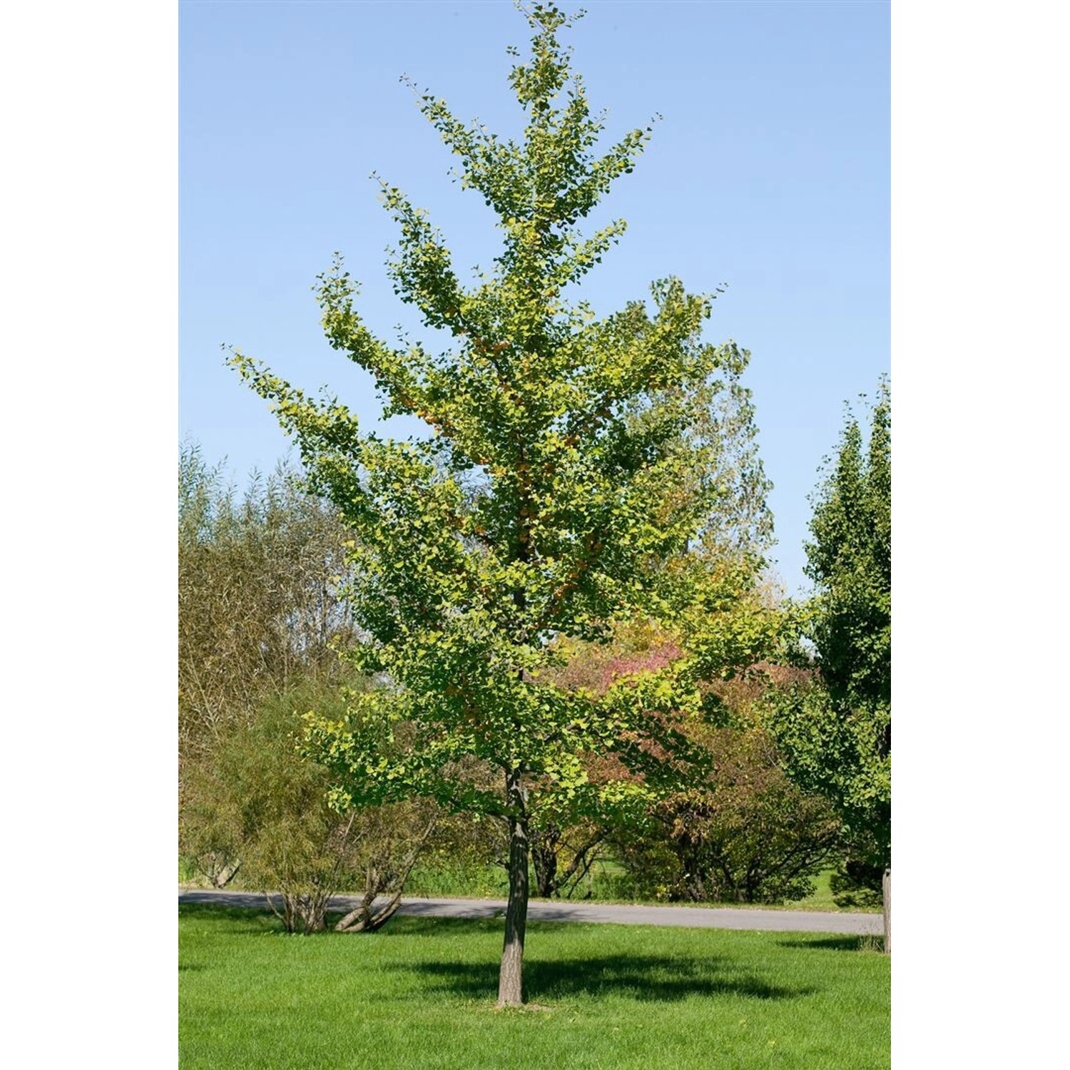 Ginkgo Biloba Fastigiata Fächerblattbaum 100–125 cm günstig online kaufen