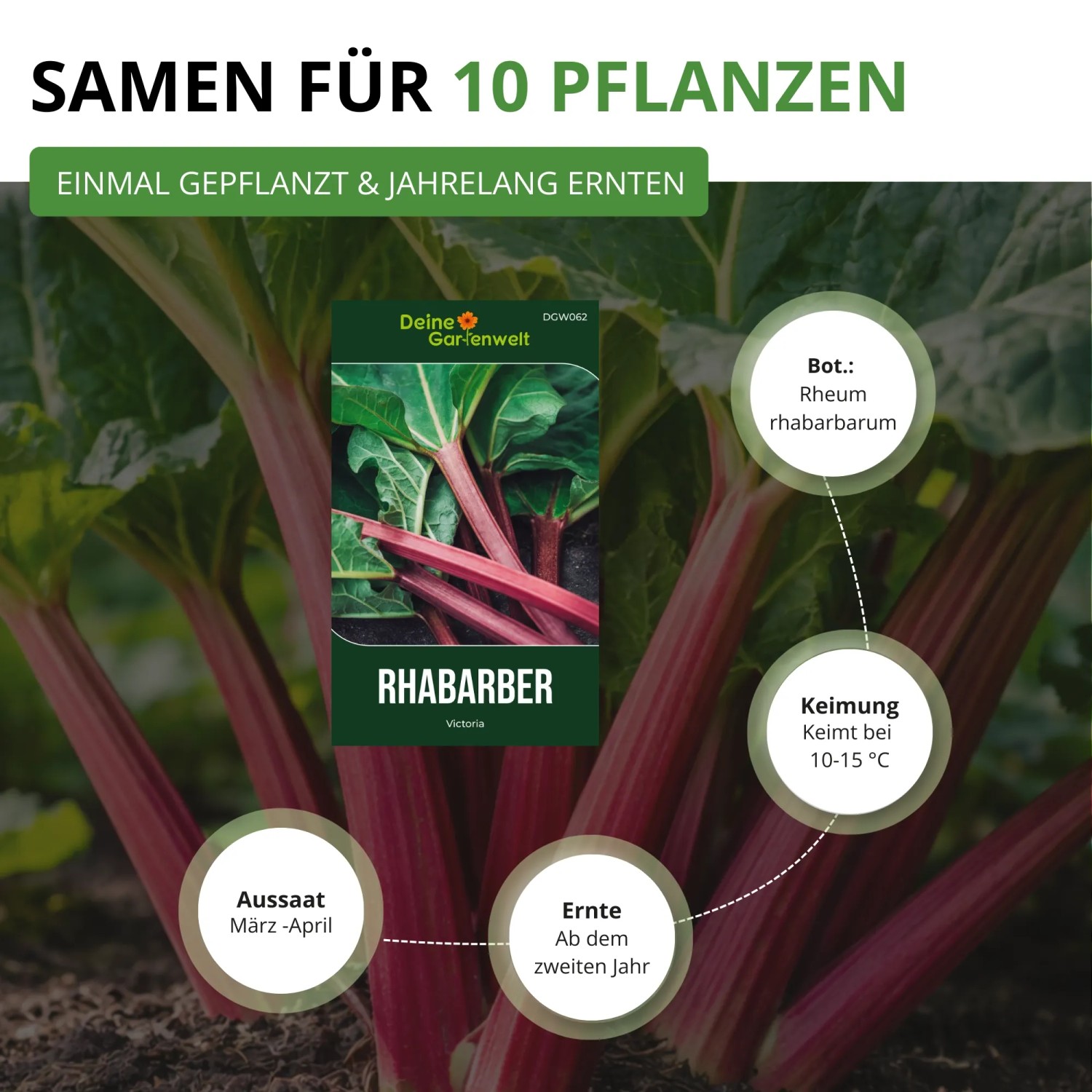 Grünes Rhabarber Rot Samenpaket von Deine Gartenwelt vor Pflanze. Infos zu Aussaat, Keimung, Ernte. Für 10 Gemüse-Pflanzen.