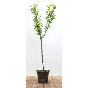 Prunus Domestica Opal Zwetschge im Topf, ca. 150-200cm hoch.