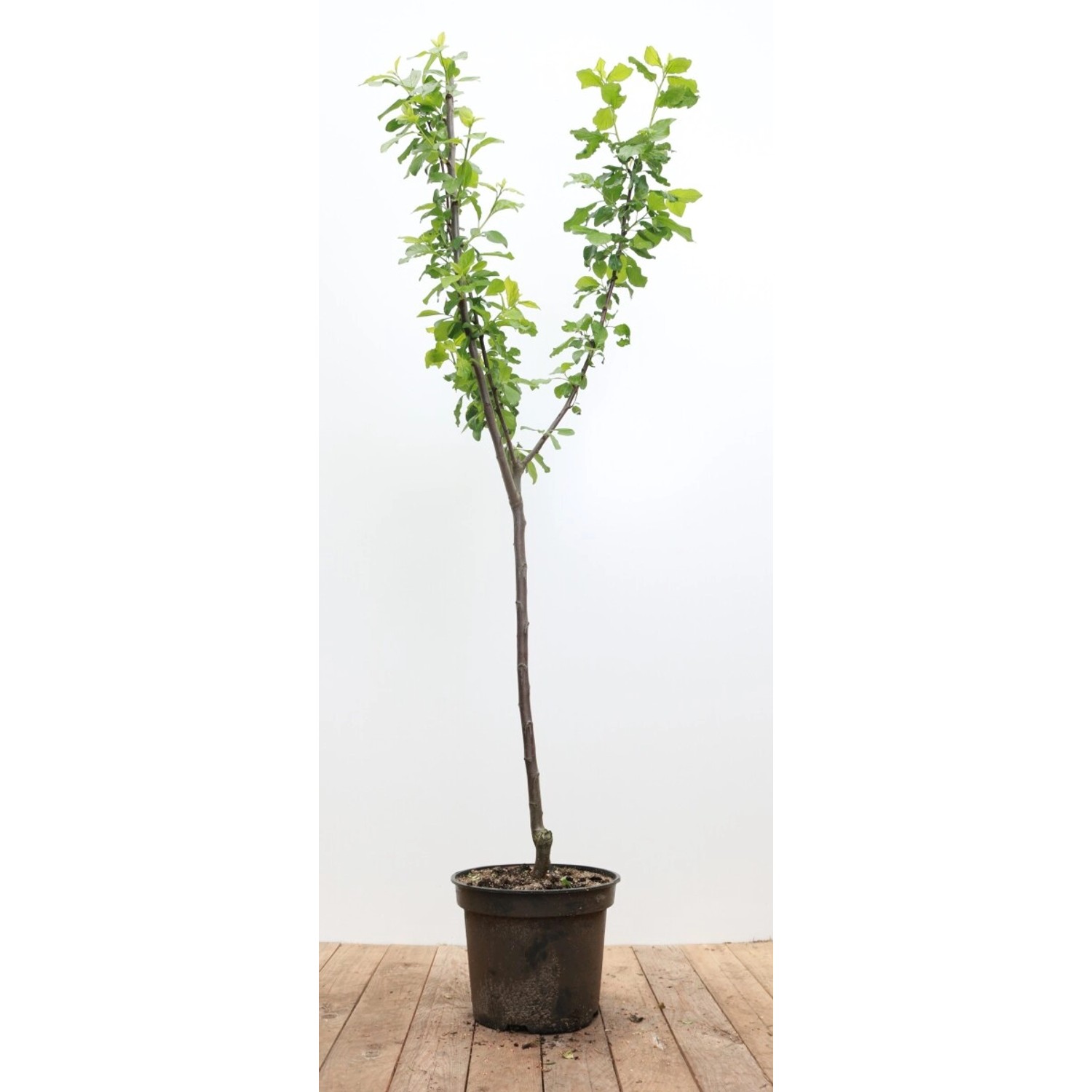 Prunus Domestica Opal Zwetschge CAC 150-200cm günstig online kaufen